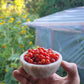 Currant Tomato Seeds - Solanum pimpinellifolium.