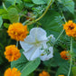African Marigold Seeds - Crackerjack variety.