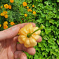 Peach Ranger Pepper Seeds.
