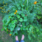 African Marigold Seeds - Crackerjack variety.