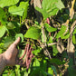Cherokee Trail of Tears Bean Seeds.