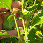 Ashwagandha Seeds - Withania somnifera.