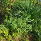 Live Plant. Ashwagandha - Withania Somnifera.