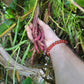 Cherokee Trail of Tears Bean Seeds.