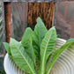 Walkers Tobacco. Nicotiana tabacum Seeds.