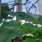 Red Leaf He Shou Wu Live Plant - Polygonum multiflorum.