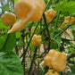 Peach Ranger Pepper Seeds.