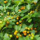 Aji Charapita Pepper Seeds.