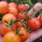 Sunrise Bumblebee Cherry Tomato Seeds.