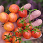 Sunrise Bumblebee Cherry Tomato Seeds.