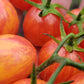 Sunrise Bumblebee Cherry Tomato Seeds.