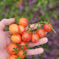 Sunrise Bumblebee Cherry Tomato Seeds.