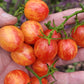 Sunrise Bumblebee Cherry Tomato Seeds.