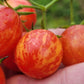 Sunrise Bumblebee Cherry Tomato Seeds.