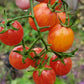 Sunrise Bumblebee Cherry Tomato Seeds.