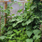 Red Leaf He Shou Wu Live Plant - Polygonum multiflorum.