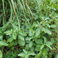 Ashwagandha Seeds - Withania somnifera.