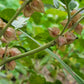 Ashwagandha Seeds - Withania somnifera.