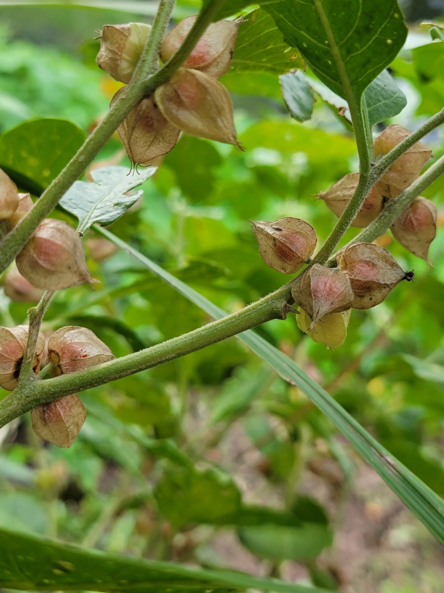 Ashwagandha Seeds - Withania somnifera.
