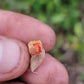 Ashwagandha Seeds - Withania somnifera.