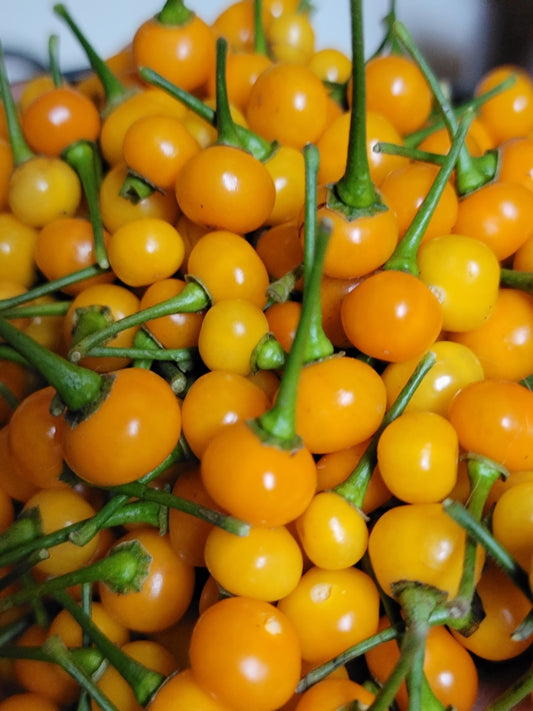 Live Plant. Aji Charapita Pepper.