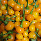 Aji Charapita Pepper Seeds.