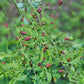 Chilpaya Tuxtlas Peppers Seeds.