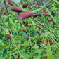 Chilpaya Tuxtlas Peppers Seeds.
