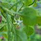 Chilpaya Tuxtlas Peppers Seeds.