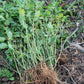 Ashwagandha Seeds - Withania somnifera.