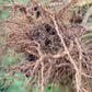 Live Plant. Ashwagandha - Withania Somnifera.