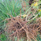 Live Plant. Ashwagandha - Withania Somnifera.