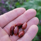 Chilpaya Tuxtlas Peppers Seeds.