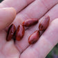Chilpaya Tuxtlas Peppers Seeds.