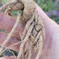 Live Plant. Ashwagandha - Withania Somnifera.