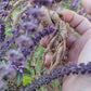 Ashwagandha Seeds - Withania somnifera.
