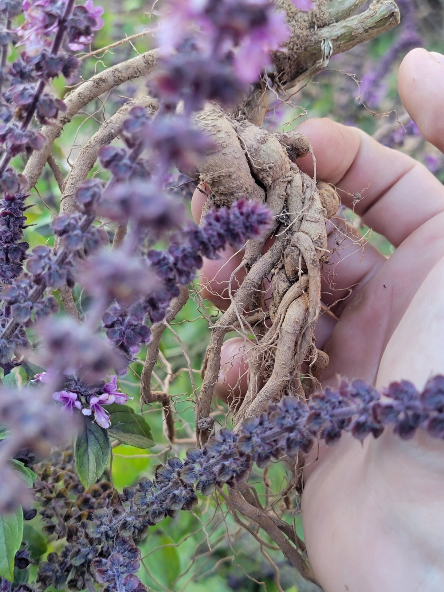 Ashwagandha Seeds - Withania somnifera.