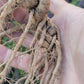 Live Plant. Ashwagandha - Withania Somnifera.