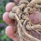 Ashwagandha Seeds - Withania somnifera.
