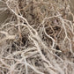 Ashwagandha Seeds - Withania somnifera.