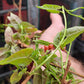 Red Leaf He Shou Wu Live Plant - Polygonum multiflorum.