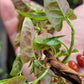 Red Leaf He Shou Wu Live Plant - Polygonum multiflorum.