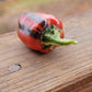 Chocolate Pinstripe Pepper Seeds.