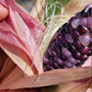 Glass Gem Corn Seeds (Purple Pheno).